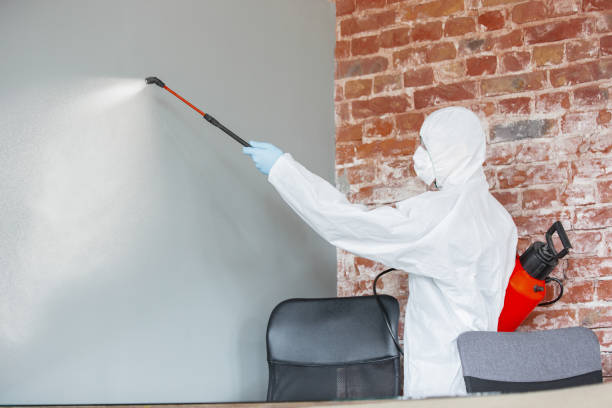 Reliable Nokomis, FL Mold Removal Solutions