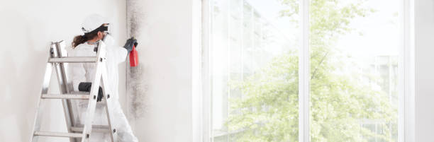 Best Black Mold Removal  in Nokomis, FL